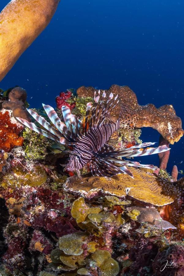 Posada Ocean Colors Rocky Point المظهر الخارجي الصورة